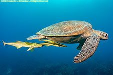 green sea turtle with remoras